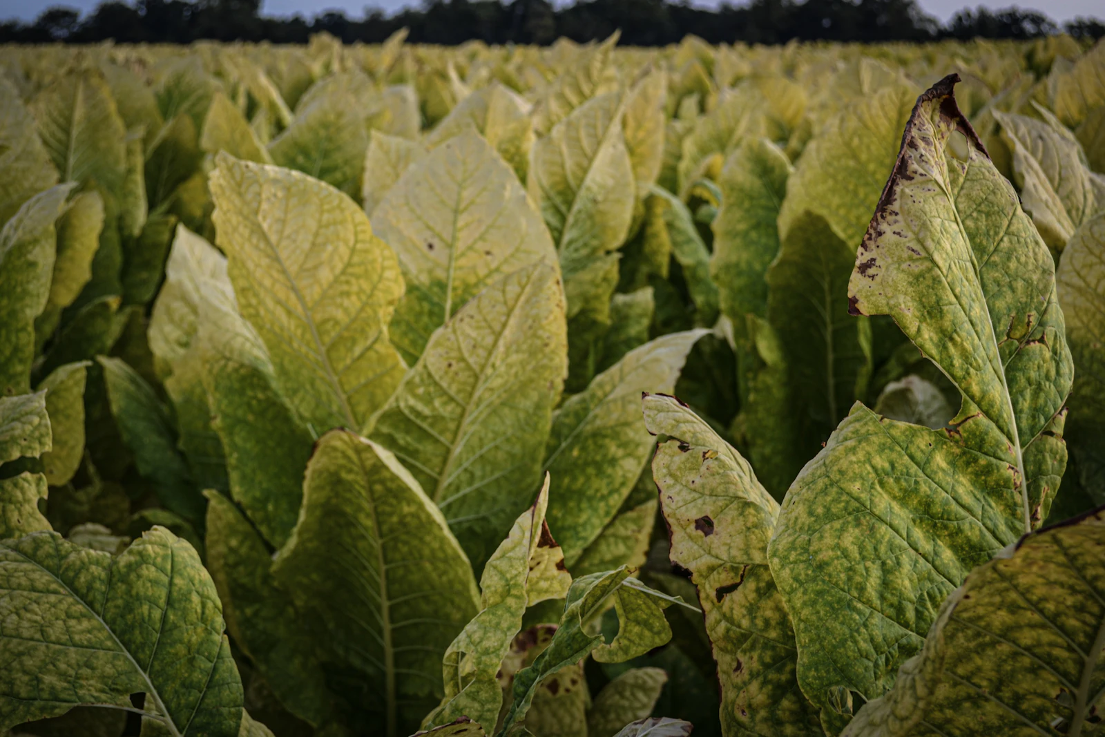 Green tobacco plants in a field